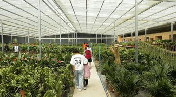 经开区 产业集群发展 打造花卉苗木大基地