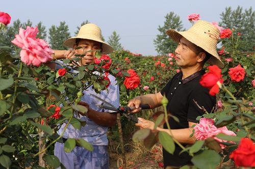 树桩月季,女贞景观树等13个高品味花木,种植面积达800余亩,花木产品大