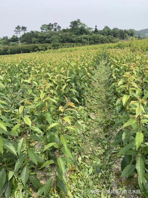 南城县九农花木园艺场种植的苗木南北通销让购苗老板很满意