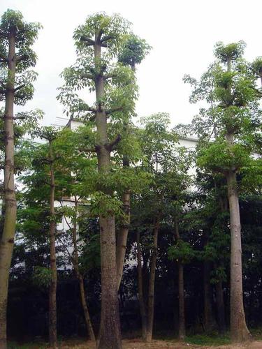 产品信息 养殖/种植 花卉 花木供应商,花木品种供应,价格查询 棕榈科