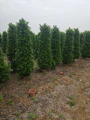 湖南黄榕20厘米-3.5米各规格种植基地、批发价格、*产地【严玉林(严清)花木场】