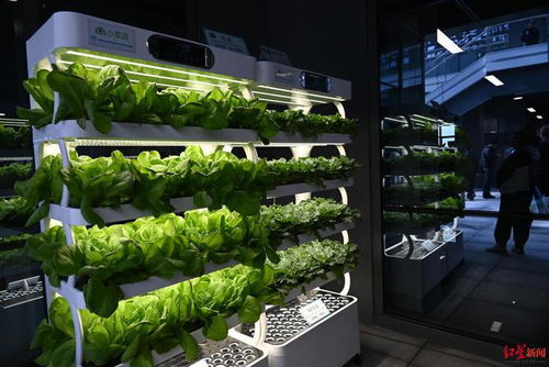 走进 菜立方 ,看充满创意和科技的蔬菜 育儿房