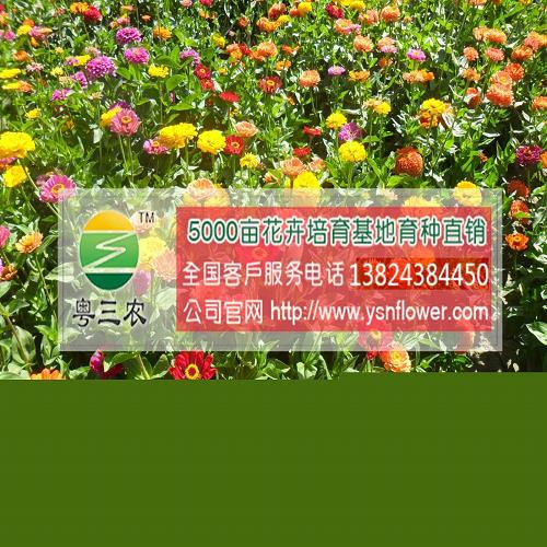 深圳花卉种子种植技术 优质花卉种子 花海花卉种子哪家好