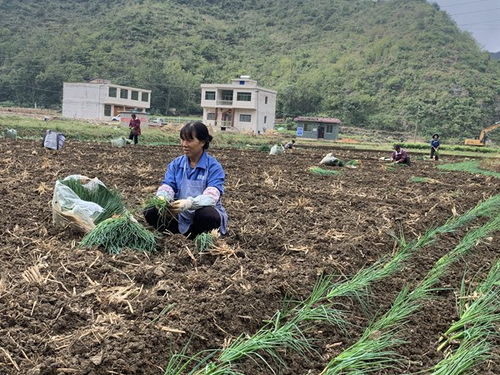 镇宁马厂镇 秋耕冬种正当时 土地轮作促增收