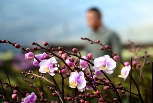 河北无极 特色花卉产业助力乡村振兴